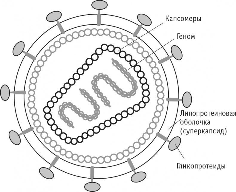 Многоликий вирус. Тайны скрытых инфекций