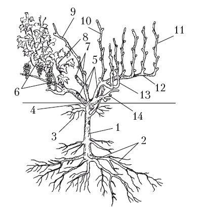 Выращивание винограда