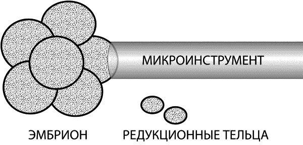 Материнство. От зачатия до родов