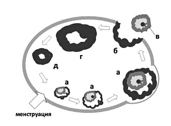 Бесплодие – не приговор!