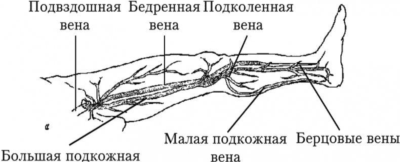 Варикозное расширение вен. Лечение традиционными и нетрадиционными методами