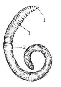 Дождевые черви для повышения урожая