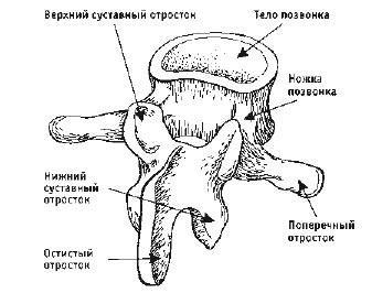 Кинезитерапия суставов и позвоночника