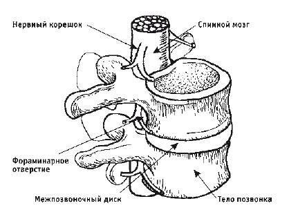 Кинезитерапия суставов и позвоночника