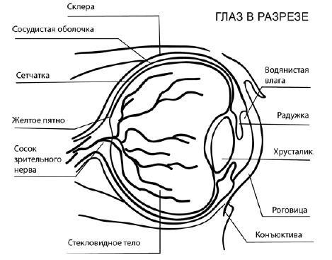 Глаукома и катаракта. Лечение и профилактика