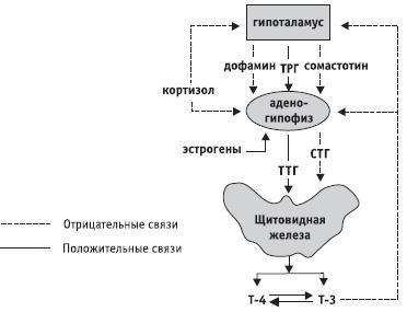 Заболевания щитовидной железы. Лечение и профилактика