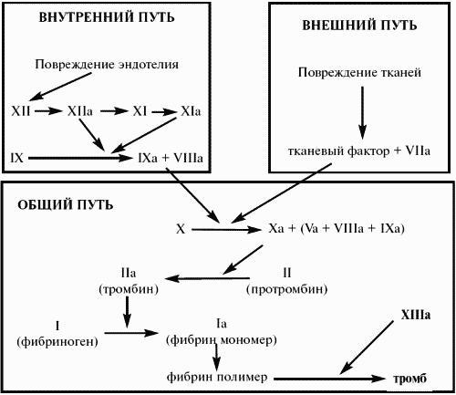 Заболевания крови. Полный справочник