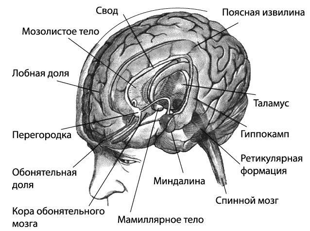 Эмоциональный интеллект. Как разум общается с чувствами