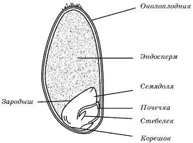 Огород у вас дома