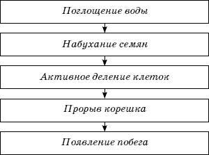 Огород у вас дома