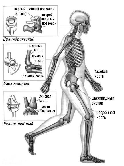 Лечимся едой. Болезни суставов и позвоночника. 200 лучших рецептов