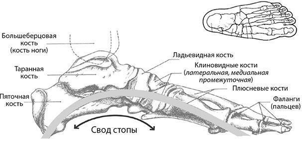 Здоровые стопы