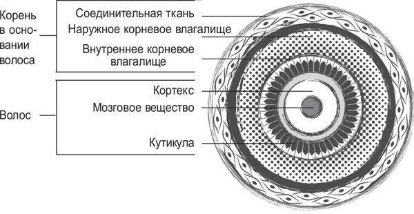 Вселенная внутри вас