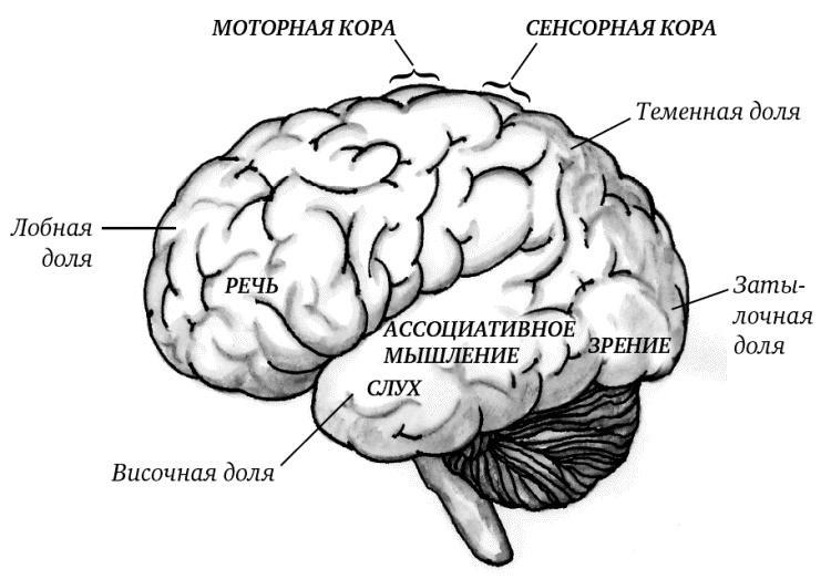 Супертренировки мозга для обретения сверхвозможностей