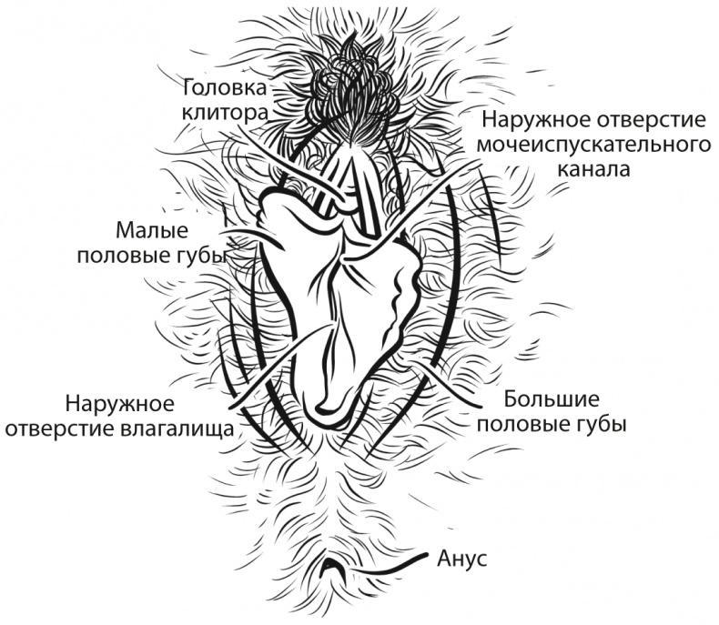 Как хочет женщина. Мастер-класс по науке секса