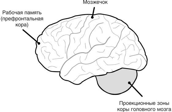 Включите свою рабочую память на полную мощь