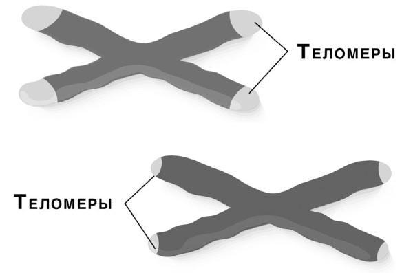 Тайны бессмертия