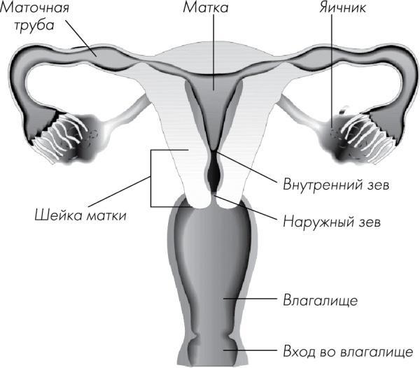 Я - будущая мама! Беременность, роды и первый год жизни ребенка