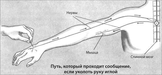 Здоровая нервная система