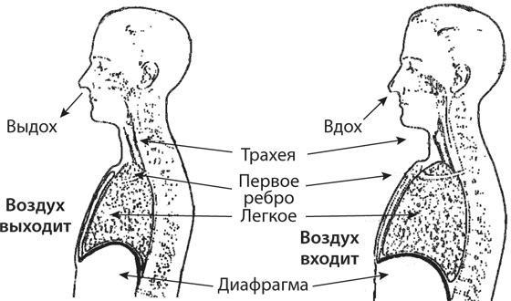 Здоровая нервная система