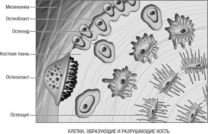 Йога при остеопорозе