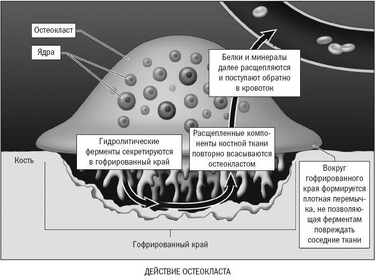 Йога при остеопорозе