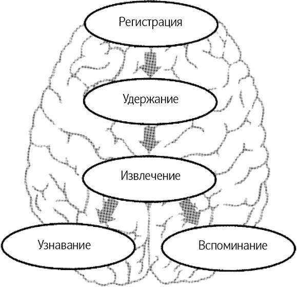 Как говорить, чтобы вас слушали