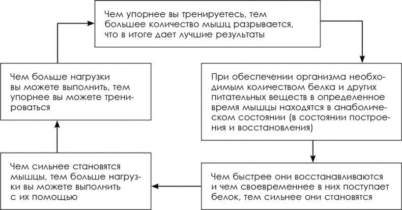 Зона тренировок. Стань сильнее, быстрее и умнее