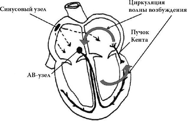 О чем расскажет ЭКГ