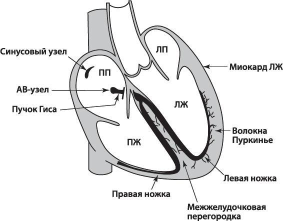 О чем расскажет ЭКГ