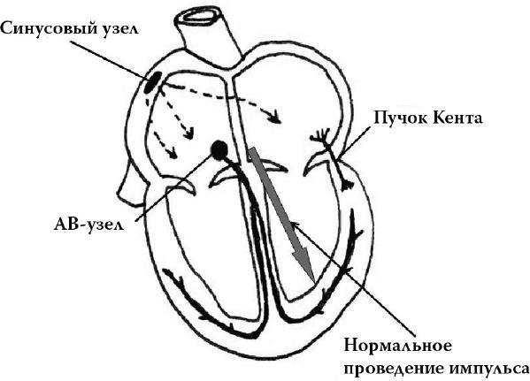 О чем расскажет ЭКГ