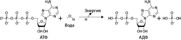 Двигатели жизни. Как бактерии сделали наш мир обитаемым