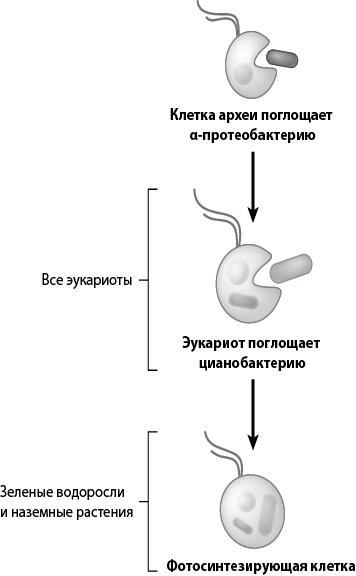 Двигатели жизни. Как бактерии сделали наш мир обитаемым