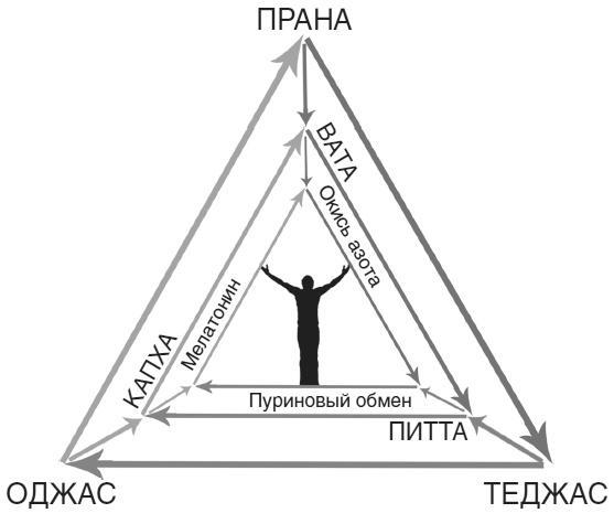 Аюрведа. Жить вкусно и не болеть