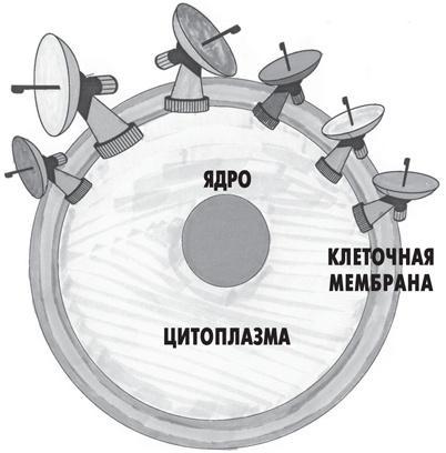 Вода – натуральное лекарство от ожирения, рака, депрессии