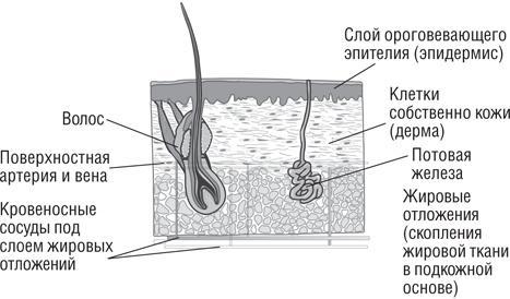 Вода – натуральное лекарство от ожирения, рака, депрессии