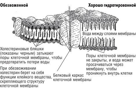 Вода – натуральное лекарство от ожирения, рака, депрессии