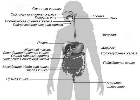 Палеодиета – живое питание для здоровья