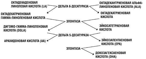 Палеодиета – живое питание для здоровья