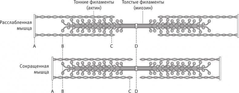 Совершенное тело за 4 часа