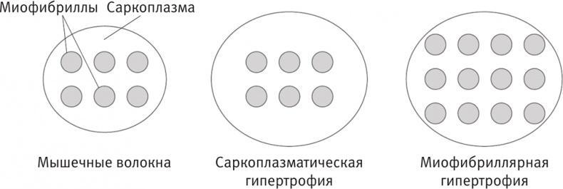 Совершенное тело за 4 часа