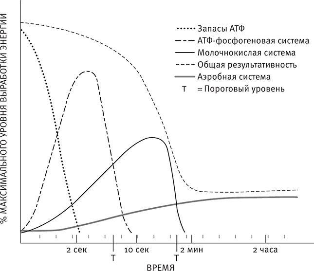 Совершенное тело за 4 часа