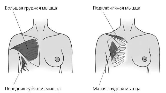 Красивая грудь. 25 лучших упражнений