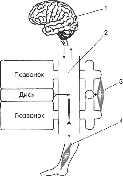 Атлас. Практический массаж