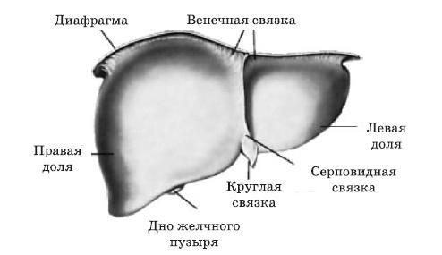 Чистка печени и почек. Современные и традиционные методы