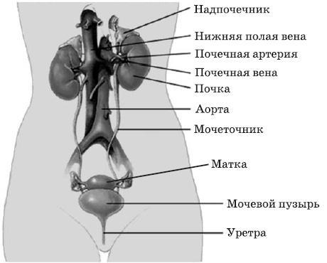 Чистка печени и почек. Современные и традиционные методы