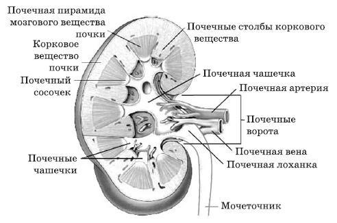 Чистка печени и почек. Современные и традиционные методы