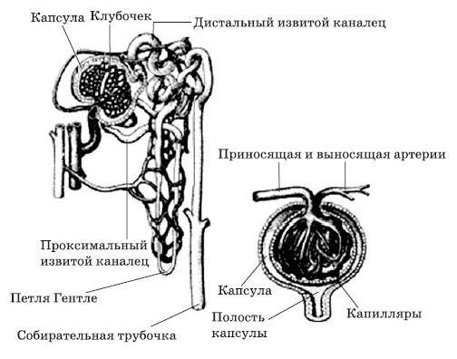 Чистка печени и почек. Современные и традиционные методы