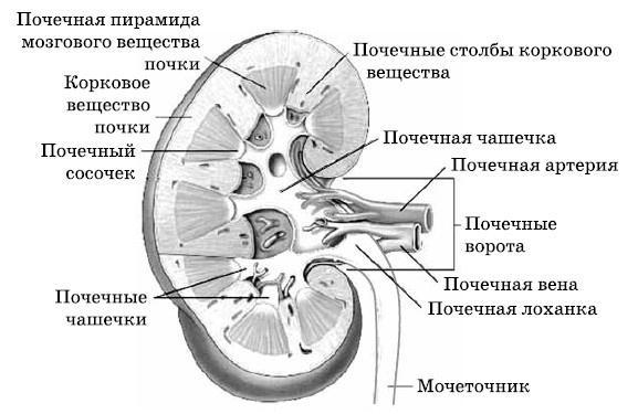 Очищение печени и почек