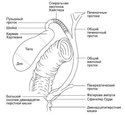 Болезни печени и желчного пузыря: лечение и очищение